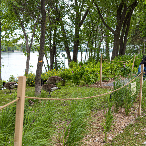 Parc aimé crédit Arrondissement de Montréal-Nord - Vincent Marchessault